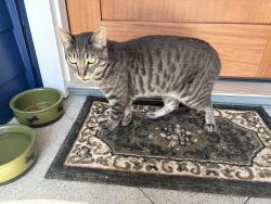 Reunited Unknown Cat last seen 87th Street between Rayford and Stanmoor, near Loyola Village Elementary School, Los Angeles, CA 90045