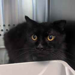 Shelter Stray Male Cat last seen , 3428 S Jenkins Ave, Norman, OK 73072, USA