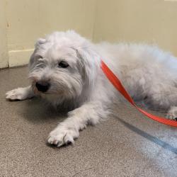 Shelter Stray Male Dog last seen , 361 S Raymond Ave, Pasadena, CA 91105, USA