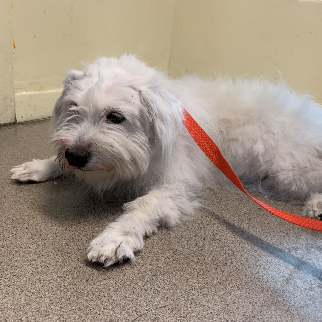 Shelter Stray Male Dog last seen , 361 S Raymond Ave, Pasadena, CA 91105, USA