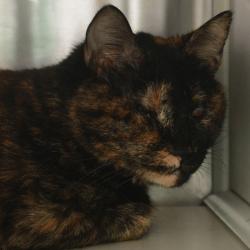 Shelter Stray Female Cat last seen , 3173 K-68 Hwy, Ottawa, KS 66067, USA