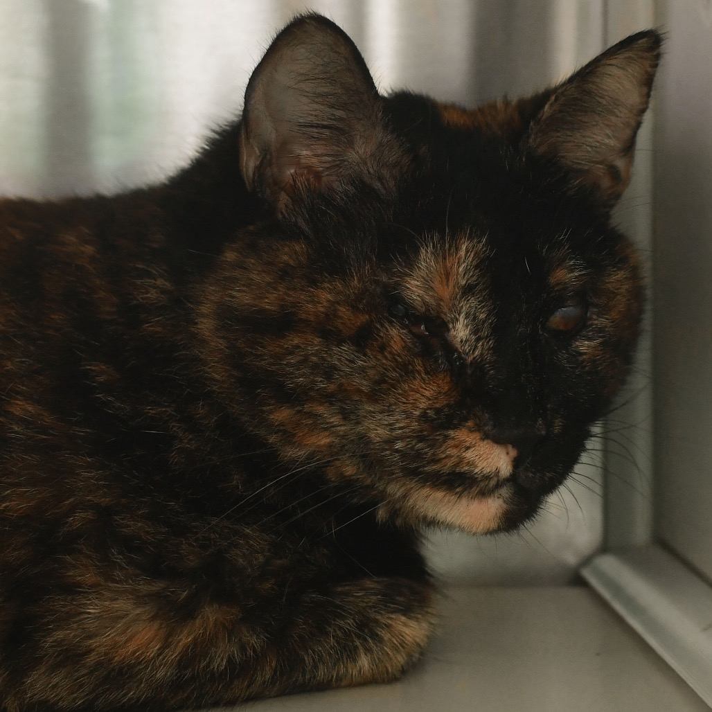 Shelter Stray Female Cat last seen , 3173 K-68 Hwy, Ottawa, KS 66067, USA