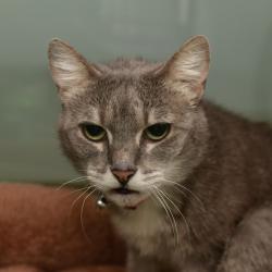 Shelter Stray Female Cat last seen , 3173 K-68 Hwy, Ottawa, KS 66067, USA