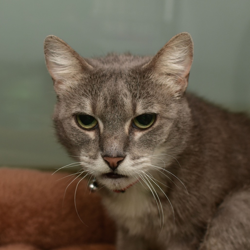 Shelter Stray Female Cat last seen , 3173 K-68 Hwy, Ottawa, KS 66067, USA