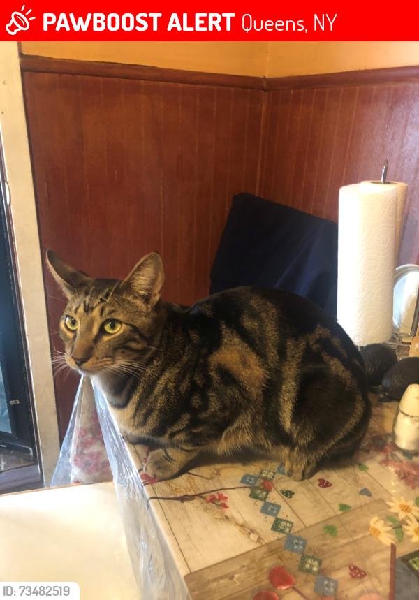 Lost Male Cat last seen Corner of 61th Street & Broadway, Woodside, Queens NY, Queens, NY 11377