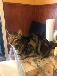 Lost Male Cat last seen Corner of 61th Street & Broadway, Woodside, Queens NY, Queens, NY 11377