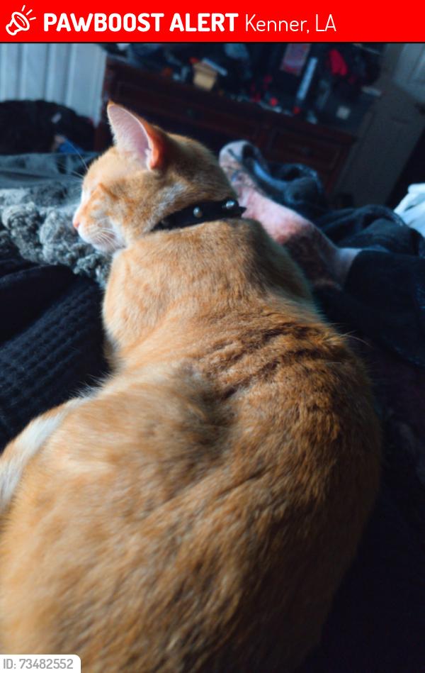 Lost Male Cat last seen Vintage Dr, Kenner, LA 70065