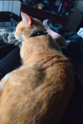 Lost Male Cat last seen Vintage Dr, Kenner, LA 70065