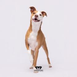 Shelter Stray Male Dog last seen , 3607 N Armenia Ave, Tampa, FL 33607, USA