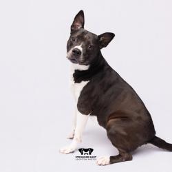 Shelter Stray Female Dog last seen , 3607 N Armenia Ave, Tampa, FL 33607, USA