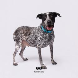 Shelter Stray Female Dog last seen , 3607 N Armenia Ave, Tampa, FL 33607, USA