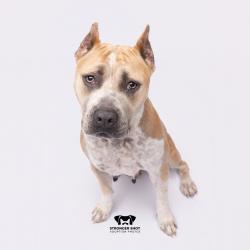 Shelter Stray Female Dog last seen , 3607 N Armenia Ave, Tampa, FL 33607, USA