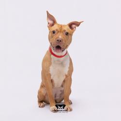 Shelter Stray Female Dog last seen , 3607 N Armenia Ave, Tampa, FL 33607, USA