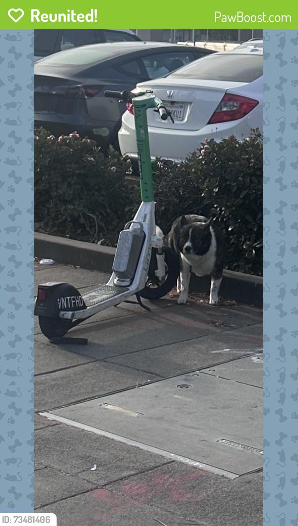 Reunited Unknown Dog last seen West Oakland BART, Oakland, CA 94607