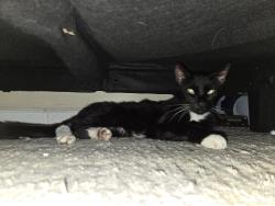 Reunited Male Cat last seen Hissy Park, Philadelphia, PA 19134