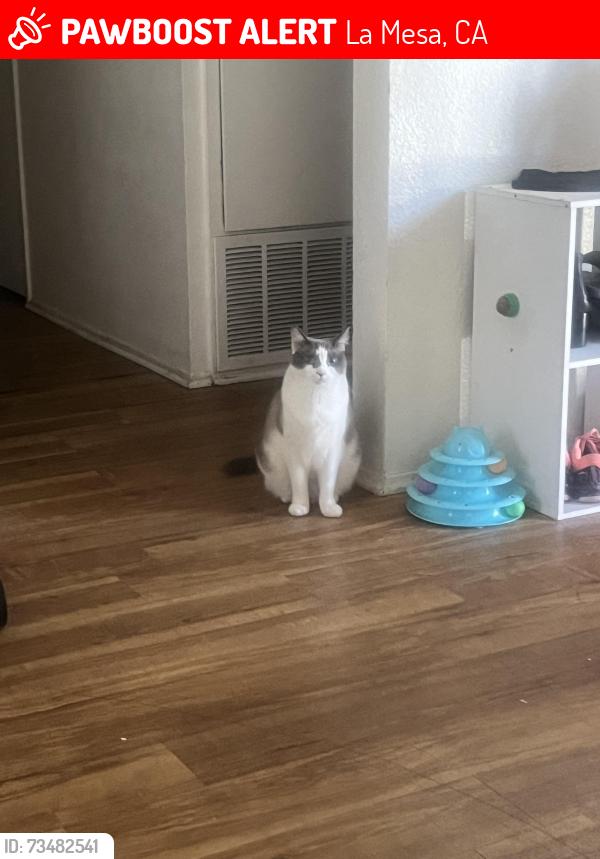 Lost Female Cat last seen Wellesley St, La Mesa, CA 91942