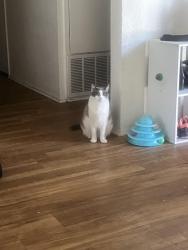 Lost Female Cat last seen Wellesley St, La Mesa, CA 91942