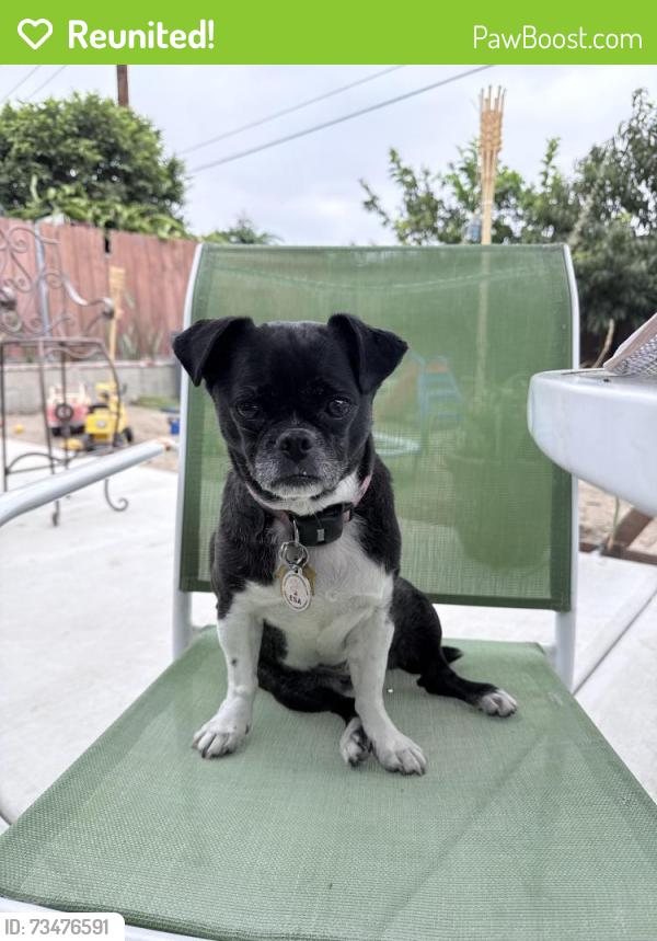 Reunited Female Dog last seen College blvd., Oceanside, CA 92054
