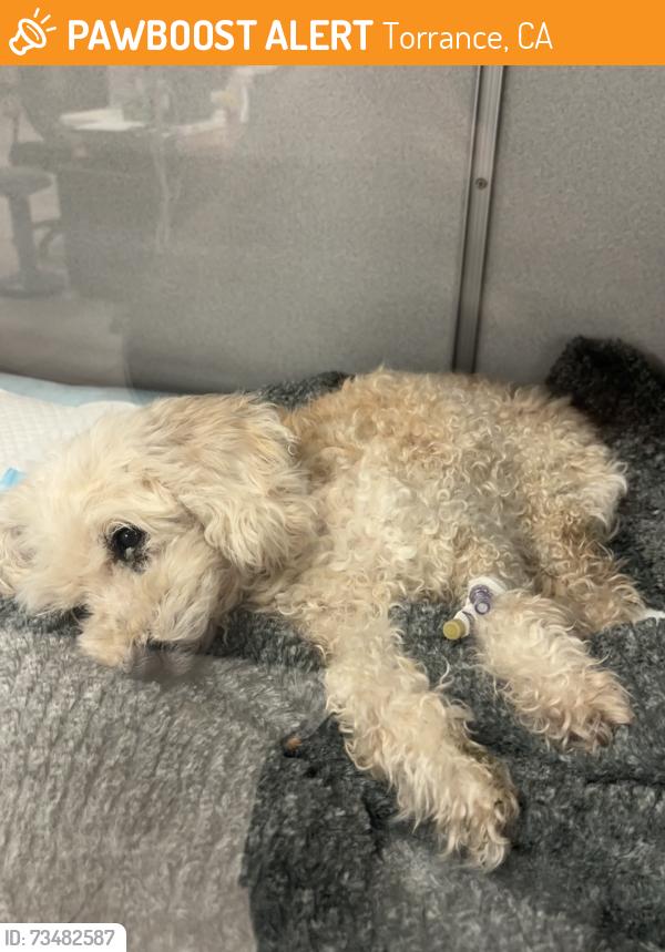 Found/Stray Female Dog last seen Near N. Neptune, Wilmington CA 90744, Torrance, CA 90505