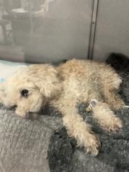 Found/Stray Female Dog last seen Near N. Neptune, Wilmington CA 90744, Torrance, CA 90505
