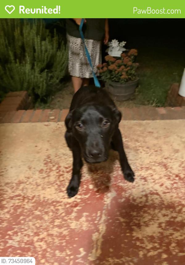 Reunited Male Dog last seen Near the dollar general, Germanton, NC 27019