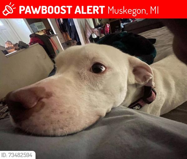 Lost Female Dog last seen Rest area 306, Muskegon, MI 49442