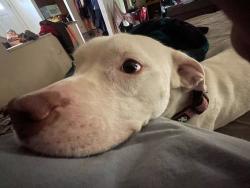 Lost Female Dog last seen Rest area 306, Muskegon, MI 49442