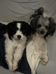 Lost Male Dog last seen Near Harris Rd Fort mill, Fort Mill, SC 29715