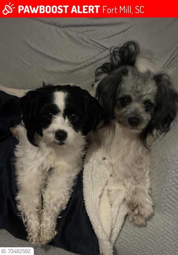 Lost Male Dog last seen Near Harris Rd Fort mill, Fort Mill, SC 29715