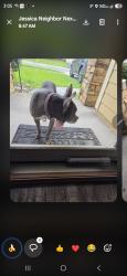 Reunited Female Dog last seen at ACPS 2020 forest st, Jacksonville, FL 32204