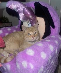 Lost Male Cat last seen Near w street, Pleasant View, UT 84404