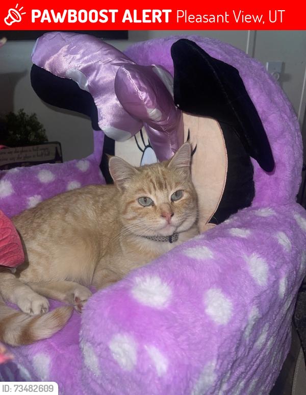 Lost Male Cat last seen Near w street, Pleasant View, UT 84404
