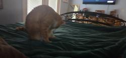 Lost Male Cat last seen Jensen beach skyline, Jensen Beach, FL 34957