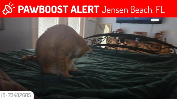 Lost Male Cat last seen Jensen beach skyline, Jensen Beach, FL 34957