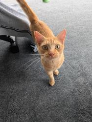 Reunited Male Cat last seen Trollman St, Spring Hill, FL 34609, USA, Spring Hill, FL 34609
