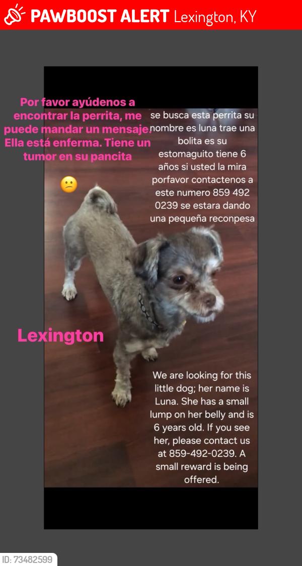 Lost Female Dog last seen Near CROSS KEYS RD LEXINGTON KY 40504-3903, Lexington, KY 40504