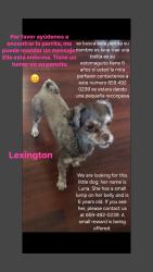Lost Female Dog last seen Near CROSS KEYS RD LEXINGTON KY 40504-3903, Lexington, KY 40504
