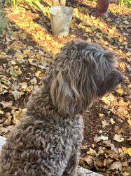 Lost Female Dog last seen 15th Ave & Cedar, Forest Grove, OR 97116