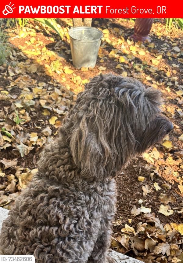Lost Female Dog last seen 15th Ave & Cedar, Forest Grove, OR 97116