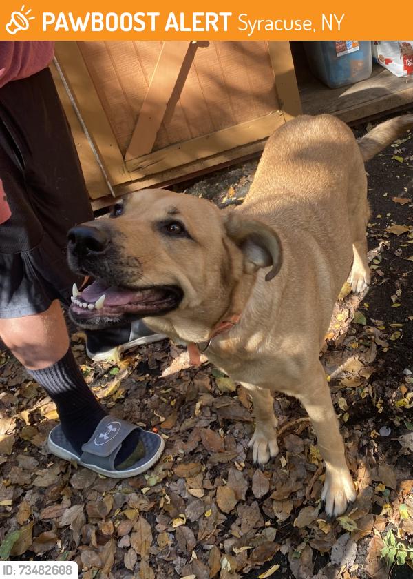 Found/Stray Female Dog last seen Shop Rite, Syracuse, NY 13207