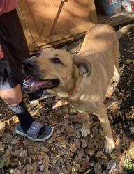 Found/Stray Female Dog last seen Shop Rite, Syracuse, NY 13207