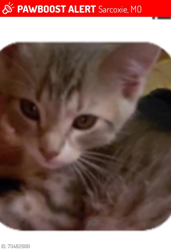 Lost Male Cat last seen Near hwy, Sarcoxie, MO 64862