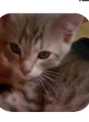 Lost Male Cat last seen Near hwy, Sarcoxie, MO 64862