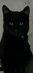 Lost Male Cat last seen Alum Rock, Birmingham, Saltley, England 
