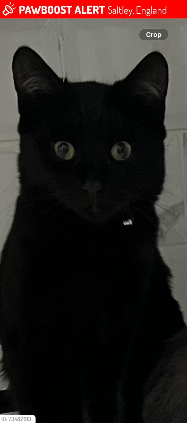 Lost Male Cat last seen Alum Rock, Birmingham, Saltley, England 
