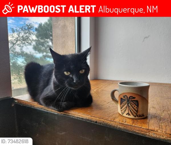 Lost Male Cat last seen Winterwood Way cul de sac, Albuquerque, NM 87123
