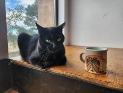 Lost Male Cat last seen Winterwood Way cul de sac, Albuquerque, NM 87123
