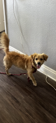 Found/Stray Unknown Dog last seen By apmt, San Bernardino, CA 92408