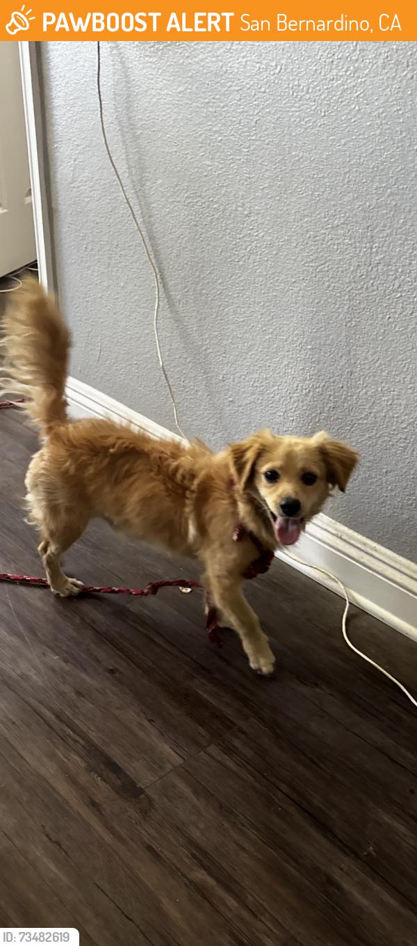 Found/Stray Unknown Dog last seen By apmt, San Bernardino, CA 92408