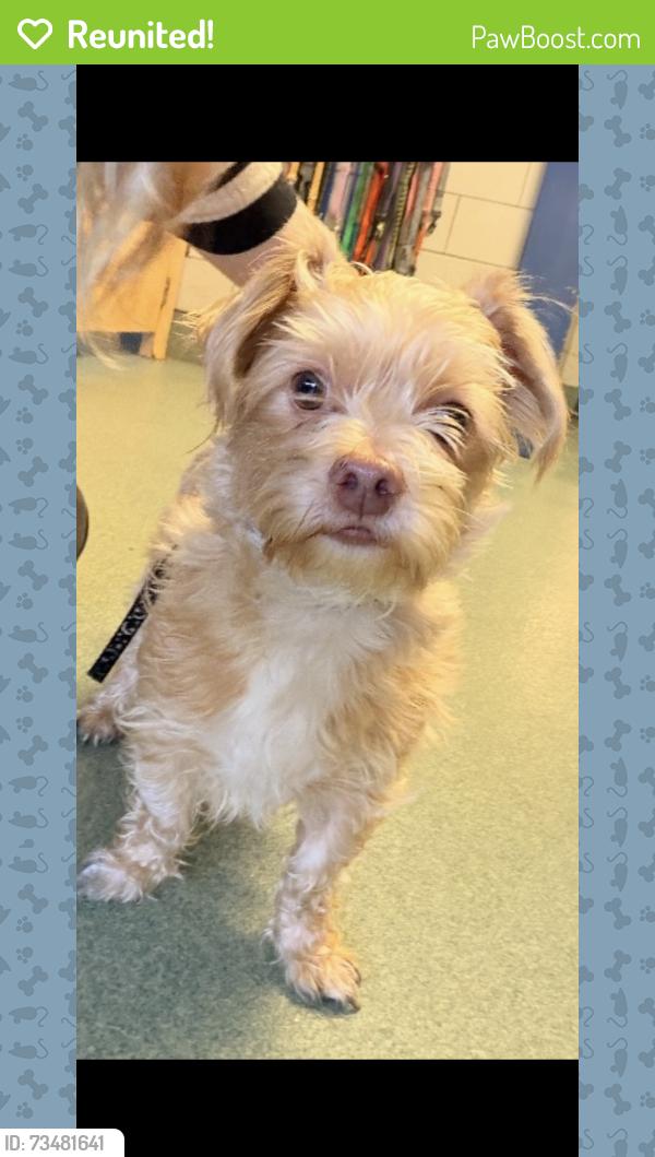 Reunited Male Dog last seen Decoursey and 43rd, Covington, KY 41015